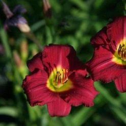 Bay Gardens Daylily Hemerocallis'Pardon Me'