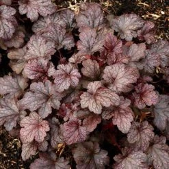 Bay Gardens NY Heuchera 'Plum Pudding'