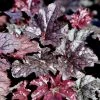 Bay Gardens NY Heuchera 'Plum Pudding' 1 Bay Gardens NY Heuchera 'Plum Pudding'