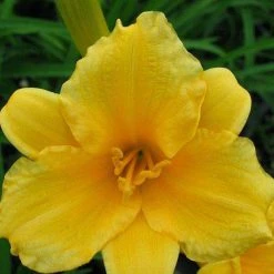 Bay Gardens Perennials Daylily Hemerocallis X 'Stella De Oro'