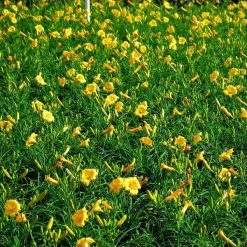 Bay Gardens Perennials Daylily Hemerocallis X 'Stella De Oro'