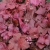 Bay Gardens NY Deer Resistant Plants Heuchera 'Fire Alarm'