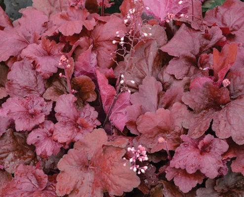 Bay Gardens NY Deer Resistant Plants Heuchera 'Fire Alarm' 3 Bay Gardens NY Deer Resistant Plants Heuchera 'Fire Alarm'