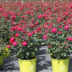 Bay Gardens NY Rosa 'Double Knockout'®