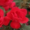 Bay Gardens NY Rosa 'Knockout'® ('Radrazz') Flowering Shrubs
