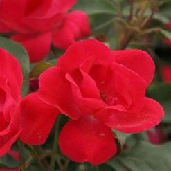 Bay Gardens NY Rosa 'Knockout'® ('Radrazz') Flowering Shrubs