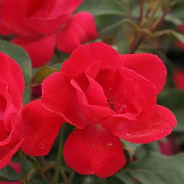 Bay Gardens NY Rosa 'Knockout'® ('Radrazz') Flowering Shrubs 3 Bay Gardens NY Rosa 'Knockout'® ('Radrazz') Flowering Shrubs