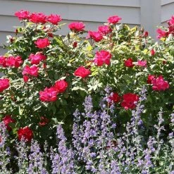 Bay Gardens NY Rosa 'Knockout'® ('Radrazz') Flowering Shrubs