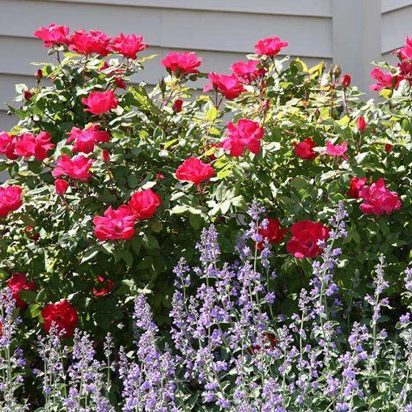 Bay Gardens NY Rosa 'Knockout'® ('Radrazz') Flowering Shrubs 4 Bay Gardens NY Rosa 'Knockout'® ('Radrazz') Flowering Shrubs
