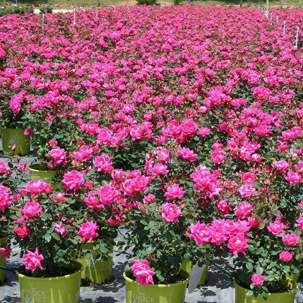 Bay Gardens NY Flowering Shrubs Rosa 'Pink Double Knockout' 4 Bay Gardens NY Flowering Shrubs Rosa 'Pink Double Knockout'