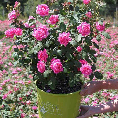 Bay Gardens NY Flowering Shrubs Rosa 'Pink Double Knockout' 5 Bay Gardens NY Flowering Shrubs Rosa 'Pink Double Knockout'