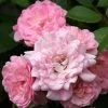 Bay Gardens NY Rosa 'The Fairy' Flowering Shrubs 2 Bay Gardens NY Rosa 'The Fairy' Flowering Shrubs