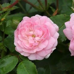 Bay Gardens NY Rosa 'The Fairy' Flowering Shrubs