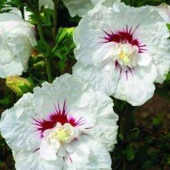 Bay Gardens NY Flowering Shrubs Hibiscus Syriacus First Editions® 'Bali' (Rose Of Sharon)