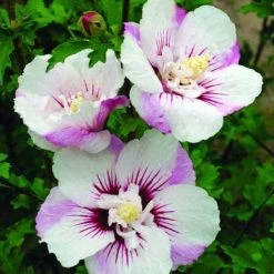 Bay Gardens NY Hibiscus Syriacus First Editions® 'Fiji' (Rose Of Sharon) Flowering Shrubs 10 Bay Gardens NY Hibiscus Syriacus First Editions® 'Fiji' (Rose Of Sharon) Flowering Shrubs