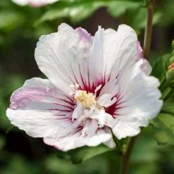 Bay Gardens NY Hibiscus Syriacus First Editions® 'Fiji' (Rose Of Sharon) Flowering Shrubs