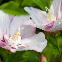 Bay Gardens NY Hibiscus Syriacus First Editions® 'Fiji' (Rose Of Sharon) Flowering Shrubs 9 Bay Gardens NY Hibiscus Syriacus First Editions® 'Fiji' (Rose Of Sharon) Flowering Shrubs
