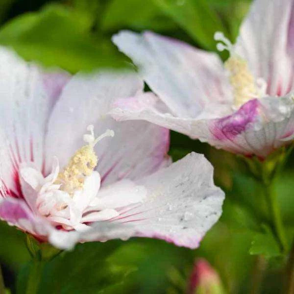 Bay Gardens NY Hibiscus Syriacus First Editions® 'Fiji' (Rose Of Sharon) Flowering Shrubs 5 Bay Gardens NY Hibiscus Syriacus First Editions® 'Fiji' (Rose Of Sharon) Flowering Shrubs