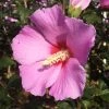 Bay Gardens NY Hibiscus Syriacus 'Aphrodite'(Rose Of Sharon)