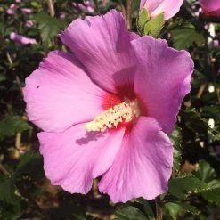 Bay Gardens NY Hibiscus Syriacus 'Aphrodite'(Rose Of Sharon)