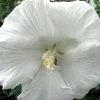 Bay Gardens NY Hibiscus Syriacus 'Diana' (Rose Of Sharon)