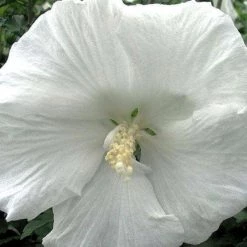 Bay Gardens NY Hibiscus Syriacus 'Diana' (Rose Of Sharon)