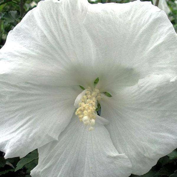 Bay Gardens NY Hibiscus Syriacus 'Diana' (Rose Of Sharon) 3 Bay Gardens NY Hibiscus Syriacus 'Diana' (Rose Of Sharon)
