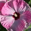 Bay Gardens Hibiscus 'Luna Pink Swirl'