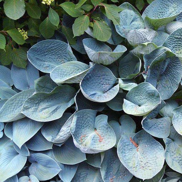 Bay Gardens NY Perennials Hosta 'Big Daddy' 3 Bay Gardens NY Perennials Hosta 'Big Daddy'