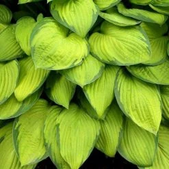 Bay Gardens NY Perennials Hosta 'Gold Standard'