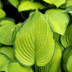 Bay Gardens NY Perennials Hosta 'Gold Standard'