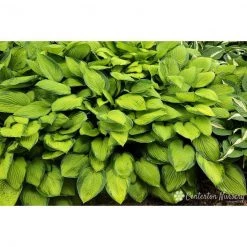 Bay Gardens NY Perennials Hosta 'Gold Standard'