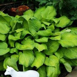 Bay Gardens NY Hosta 'Guacamole' Perennials