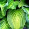 Bay Gardens NY Hosta 'Guacamole' Perennials 2 Bay Gardens NY Hosta 'Guacamole' Perennials