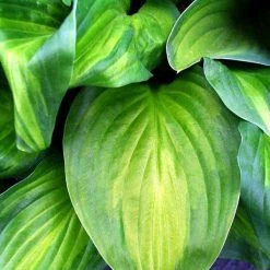 Bay Gardens NY Hosta 'Guacamole' Perennials