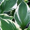 Bay Gardens NY Hosta 'Patriot'