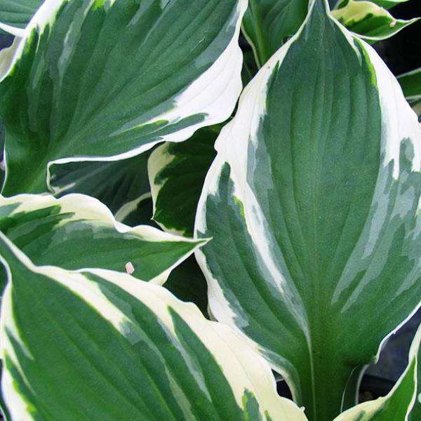 Bay Gardens NY Hosta 'Patriot' 3 Bay Gardens NY Hosta 'Patriot'