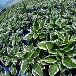 Bay Gardens NY Hosta 'Patriot'