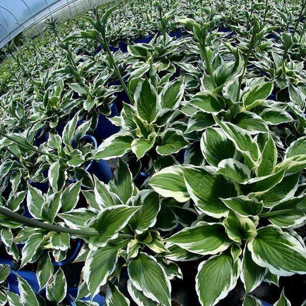 Bay Gardens NY Hosta 'Patriot' 4 Bay Gardens NY Hosta 'Patriot'