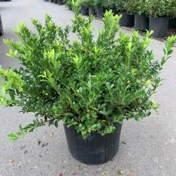 Bay Gardens Ilex Crenata "Hoogendorn"