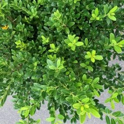 Bay Gardens Ilex Crenata