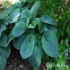 Bay Gardens NY Hosta Sieboldiana 'Elegans'