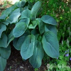 Bay Gardens NY Hosta Sieboldiana 'Elegans'