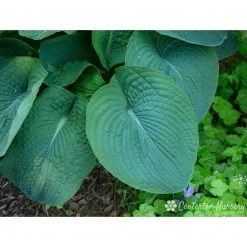 Bay Gardens NY Hosta Sieboldiana 'Elegans'