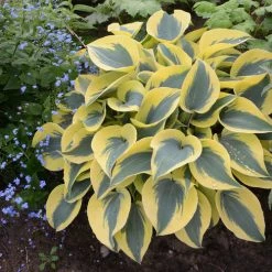Bay Gardens Hosta 'Shadowland® Autumn Frost' Proven Winners