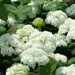 Bay Gardens NY Hydrangea Arborescens 'Annabelle' Flowering Shrubs