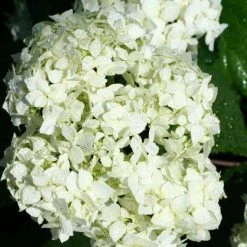 Bay Gardens NY Hydrangea Arborescens 'Annabelle' Flowering Shrubs