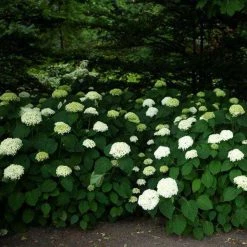 Bay Gardens NY Hydrangea Arborescens 'Annabelle' Flowering Shrubs