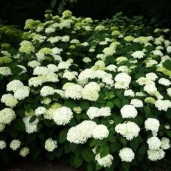 Bay Gardens NY Hydrangea Arborescens 'Annabelle' Flowering Shrubs