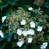 Bay Gardens NY Hydrangea Anomala Petiolaris 'Climbing Hydrangea' Deer Resistant Plants 2 Bay Gardens NY Hydrangea Anomala Petiolaris 'Climbing Hydrangea' Deer Resistant Plants